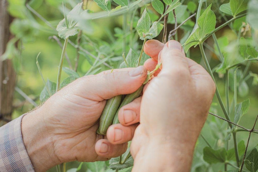 jons garden portraits soul shine photography 9353